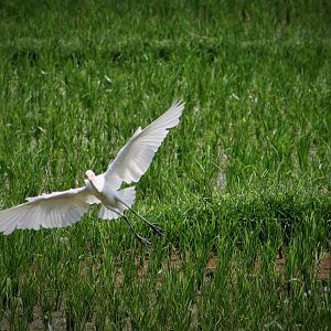 Great Egret - Bali
