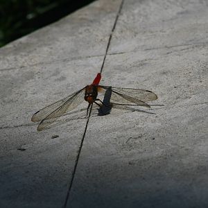 Dragonfly - Bali