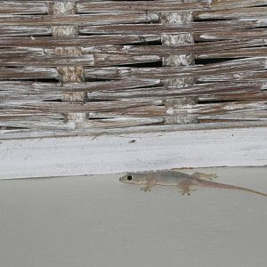 Gecko - Bali