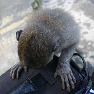 Young Macaque checking out my bag.