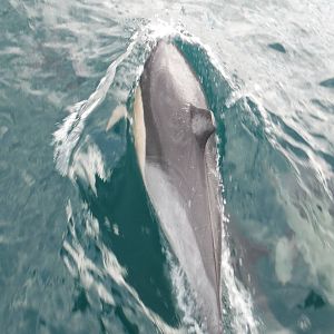 Common Dolphin