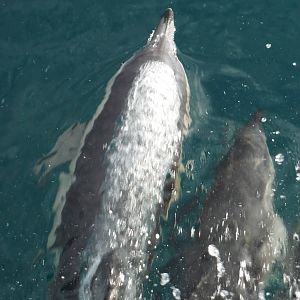 Common Dolphin
