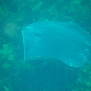 Stingray