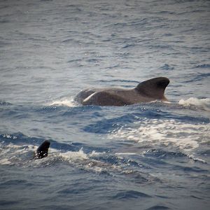 Pilot Whales