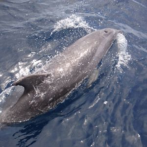 Bottlenose Dolphin