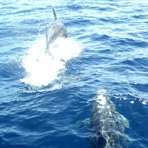 Bottlenose Dolphins