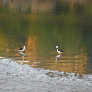 Pied Stilts