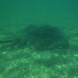 Stingray