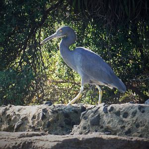 Blue Reef Heron