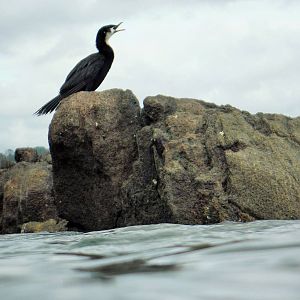 Little Pied Shag