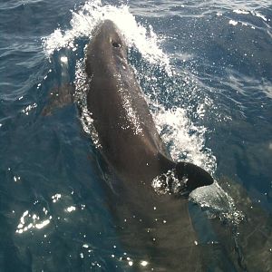 False Killer Whale/Pseudorca