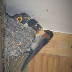 Welcome Swallow and Chicks