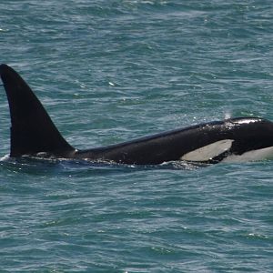 Killer Whale/Orca