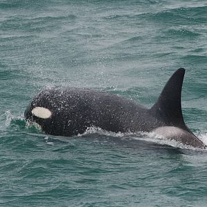 Killer Whale/Orca
