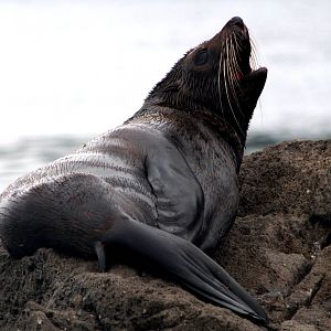 New Zealand Fur Seal