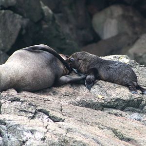 New Zealand Fur Seal & Pup