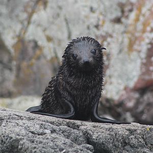 New Zealand Fur Seal Pup