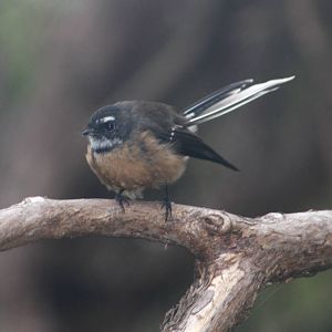 Fantail
