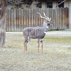 Lesser Kudu