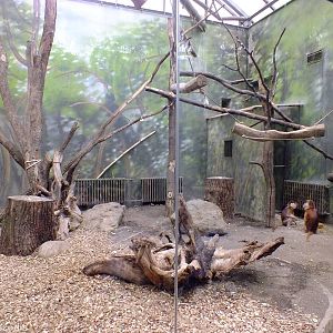 Javan Langur Enclosure - Bird House