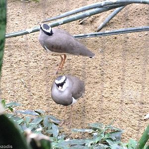 Crowned Lapwings - Bird House