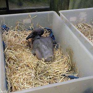 Pelican Chicks - Bird House