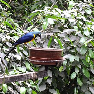 Golden-breasted Starling - Free flight Bird Building
