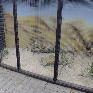 Outdoor Area for Sand Cats