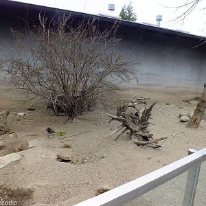 Cape Ground Squirrel Enclosure