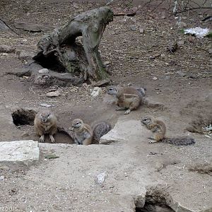 Cape Ground Squirrels