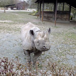 Black Rhino comes to say Hello