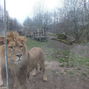 Lion with Enclosure view Behind