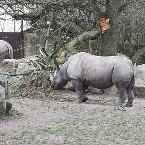 Black Rhino has Smashed a Branch off a Tree