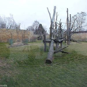 Chimpanzee Outdoor Area