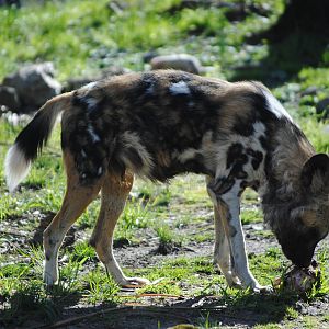 South African Wild Dog