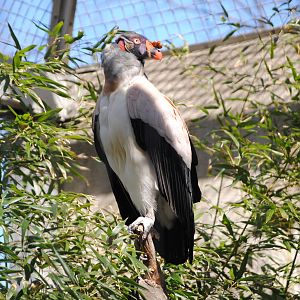 King Vulture
