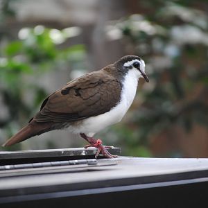 Tambourine Dove