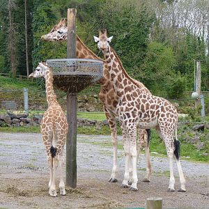 Six shades of giraffe, May 2015 #1