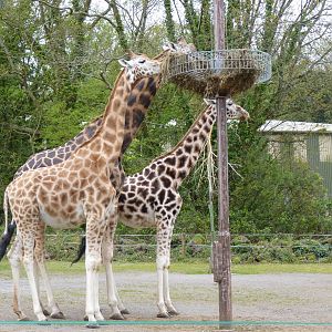 Six shades of giraffe, May 2015 #2