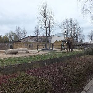 Small Elephant Paddock