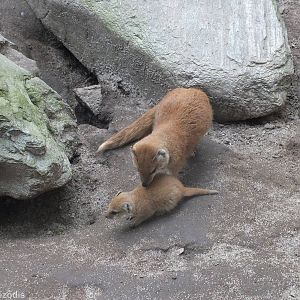 Yellow Mongoose with Young