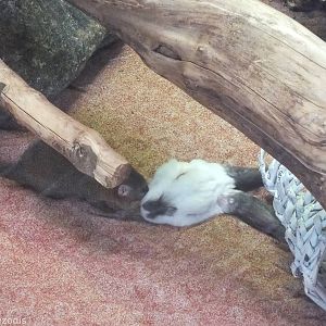 Dwarf Mongoose Tackling Large Rabbit Head
