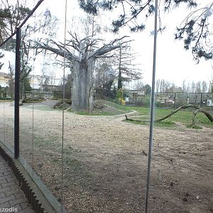 Spotted Hyeana Outdoor Area