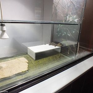 Tank for Baby Reptiles