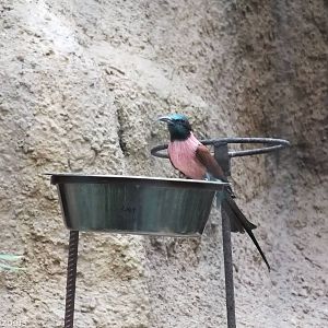 Northern Carmine Bee-eater