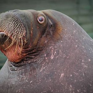Nikolai the Walrus