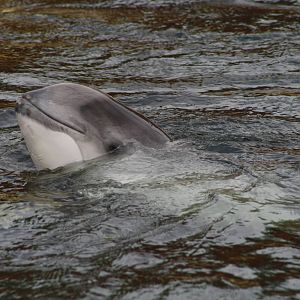 Harbour Porpoise.