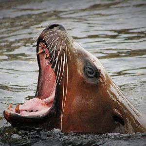 Steller Sea Lion