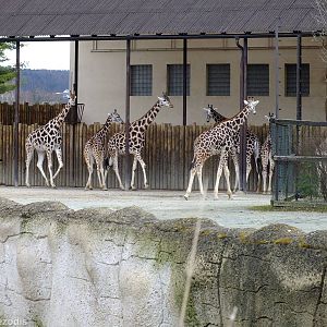 Giraffe Herd