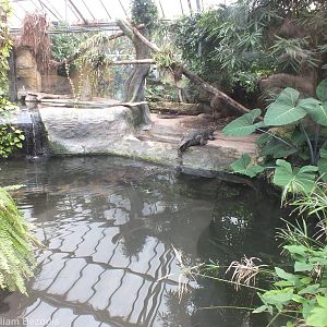 Enclosure for Tomistoma